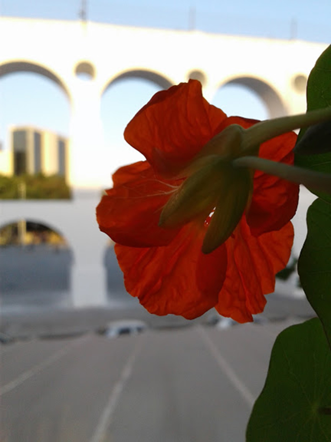 Tropaeolum majus - Canto das Flores 7