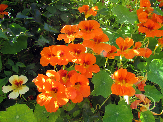 Tropaeolum majus - Kolforn - Canto das Flores 9