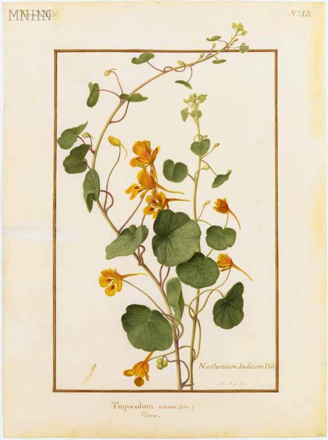 Tropaeolum minus MNHN