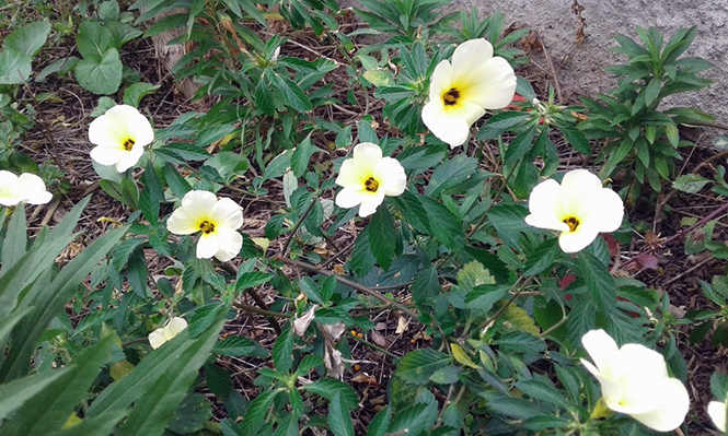 Turnera subulata - Canto das Flores 1