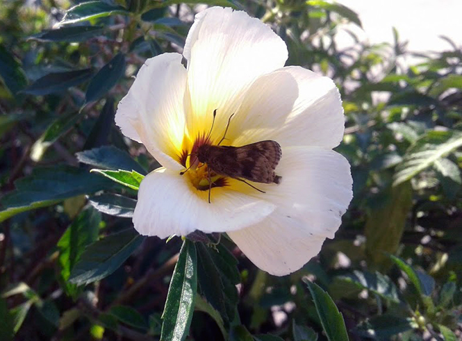 Turnera subulata - Canto das Flores 5