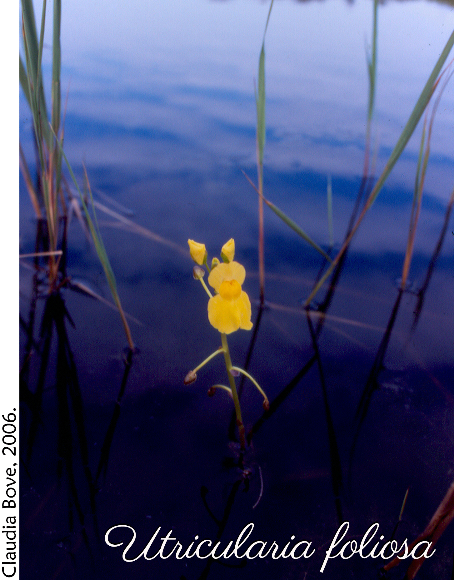 Utricularia foliosa