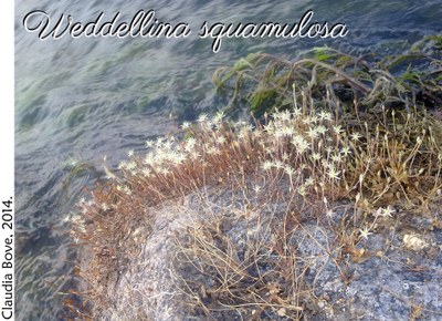 Weddellina squamulosa