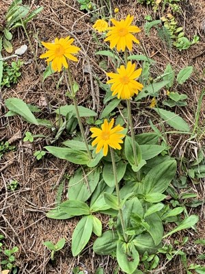 Arnica montana I-Bug
