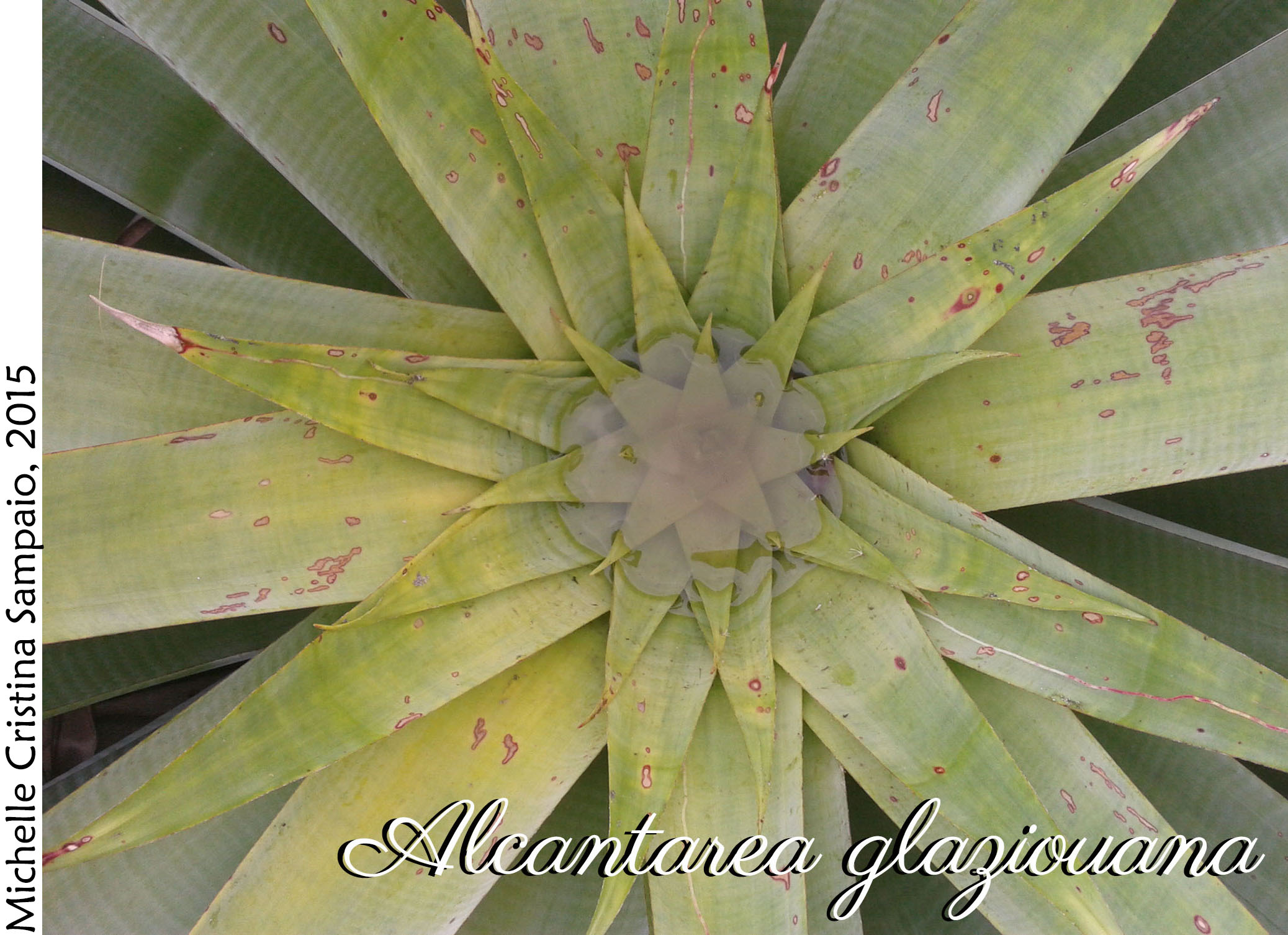 Alcantarea glaziouana