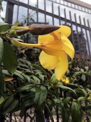 Allamanda cathartica - Canto das Flores 3