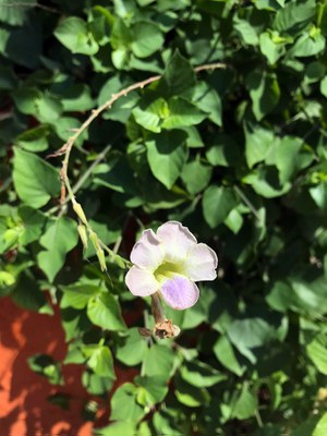 Asystasia gangetica Canto das Flores 1
