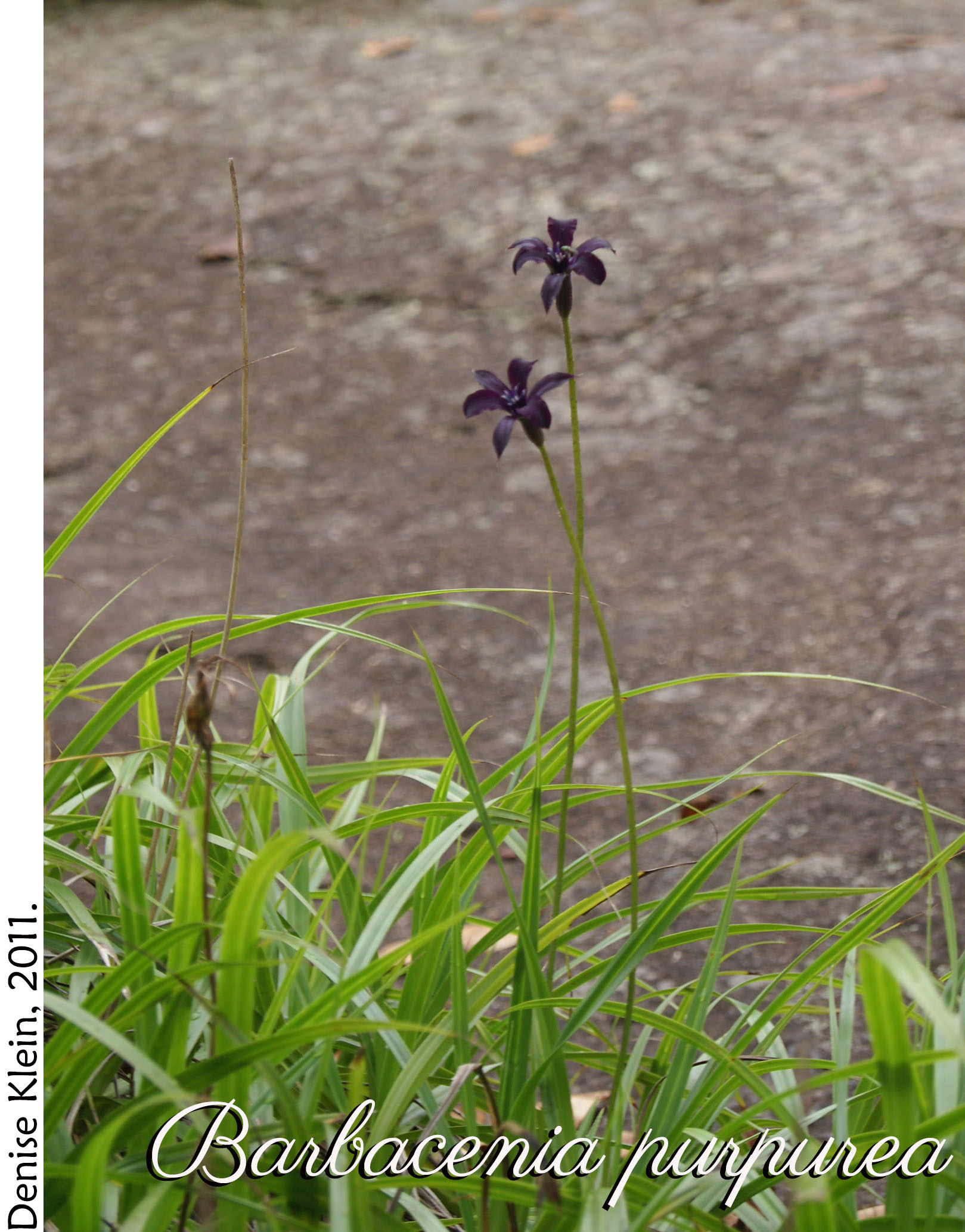 Barbacenia purpurea