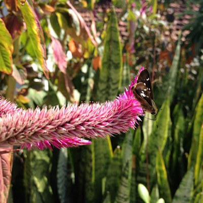 Celosia argentea - Canto das Flores 2