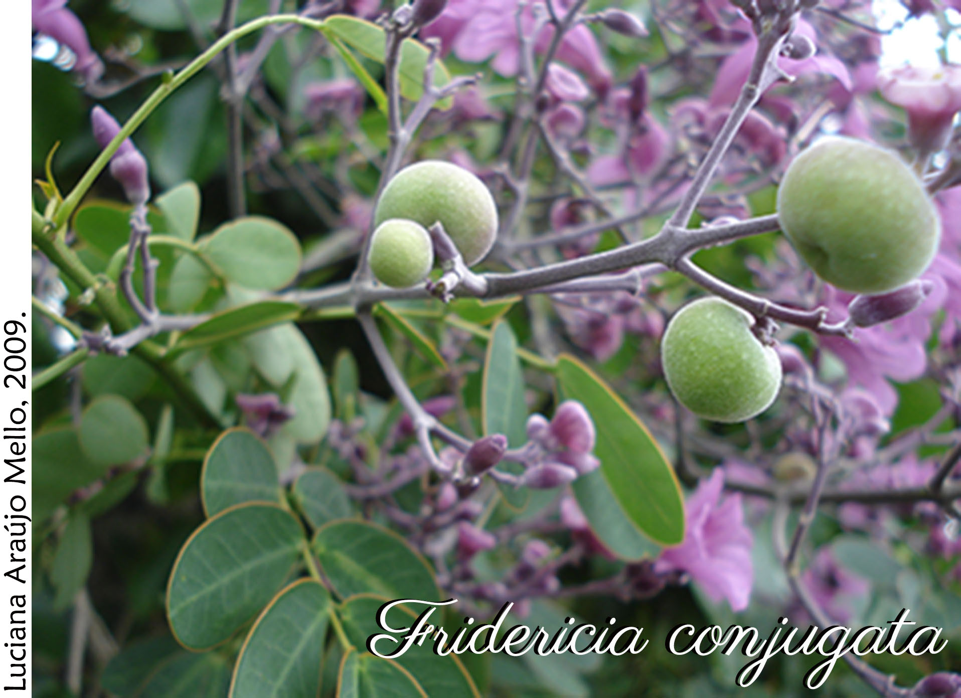 Fridericia conjugata - frutos