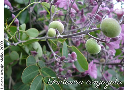 Fridericia conjugata - frutos