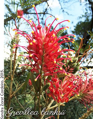 Grevillea banksii