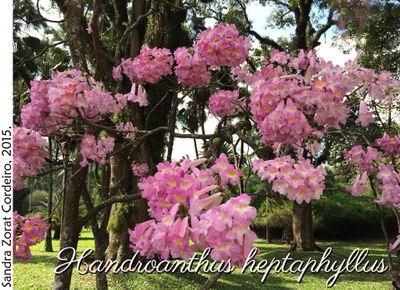 Handroanthus heptaphyllus