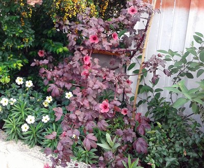 Hibiscus acetosella - Canto das Flores 1