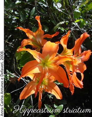 Hippeastrum striatum