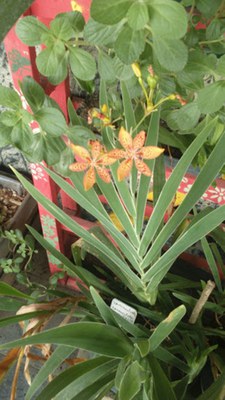 Iris domestica - Canto das Flores 4