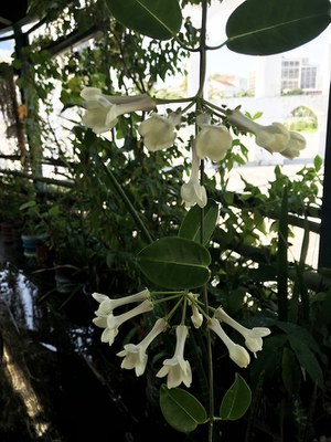 Marsdenia floribunda - Canto das Flores 3