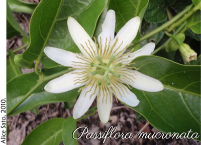 Passiflora mucronata