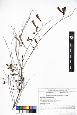 Russelia equisetiformis - Exsicata