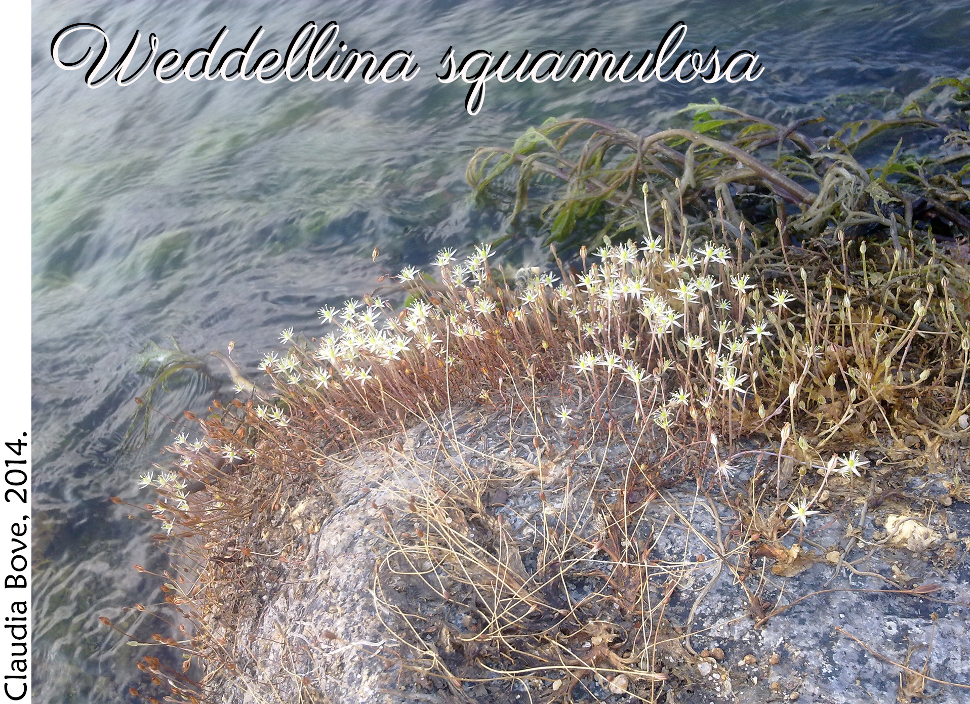 Weddellina squamulosa