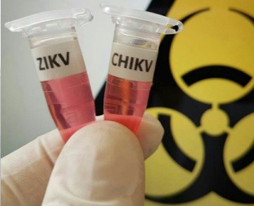 Proteína do leite é capaz de inibir infecção pelos vírus Zika e Chikungunya