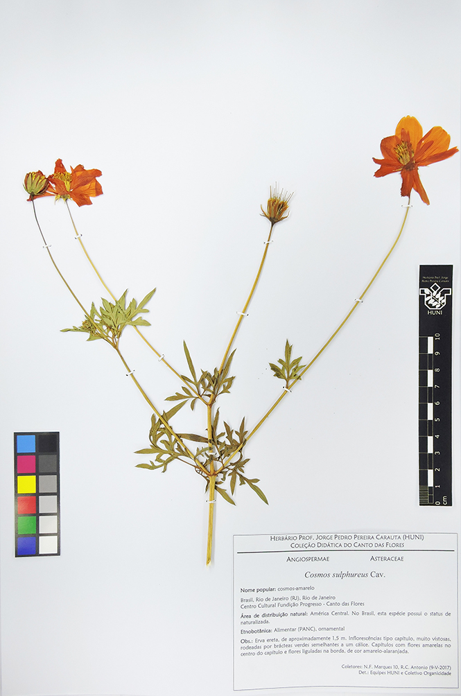 Cosmos sulphureus - exsicata