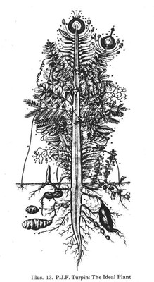 Kalanchoe pinnata - Urpflanze