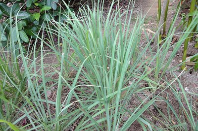 Cymbopogon citratus
