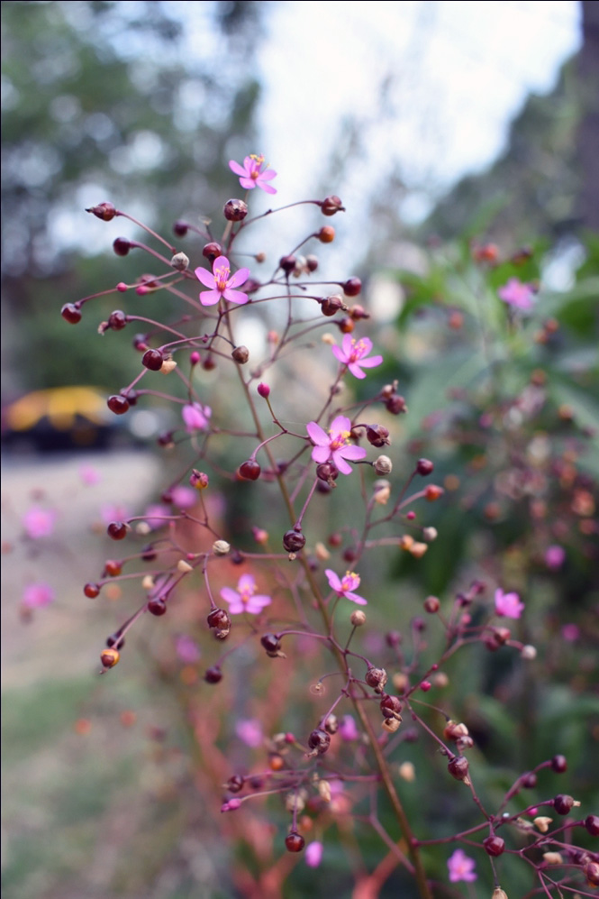 Talunum paniculatum - Nahuel