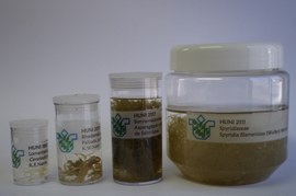 Arquivo verde