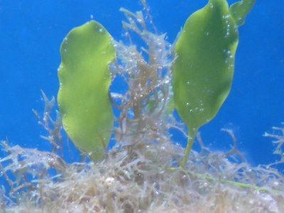 Caulerpa