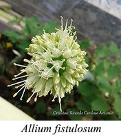 Allium fistulosum - prancha Allium fistulosum - prancha
