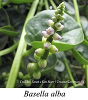 Basella alba - prancha