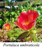 Portulaca umbraticola - prancha