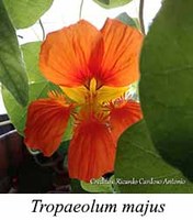 Tropaeolum majus - prancha