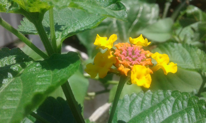 Lantana camara - Canto das Flores 3
