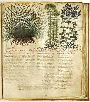 Origanum vulgare - De materia medica Origanum vulgare - De materia medica