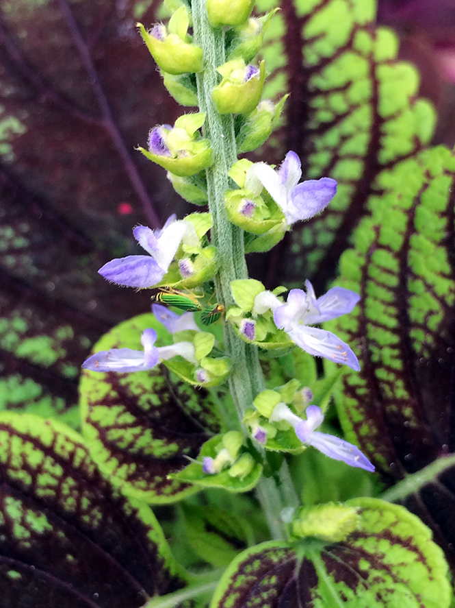 Plectranthus scutellarioides - Canto das Flores 10
