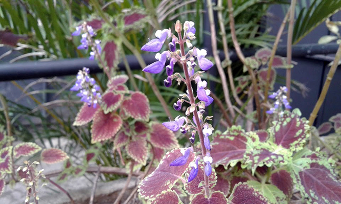 Plectranthus scutellarioides - Canto das Flores 4