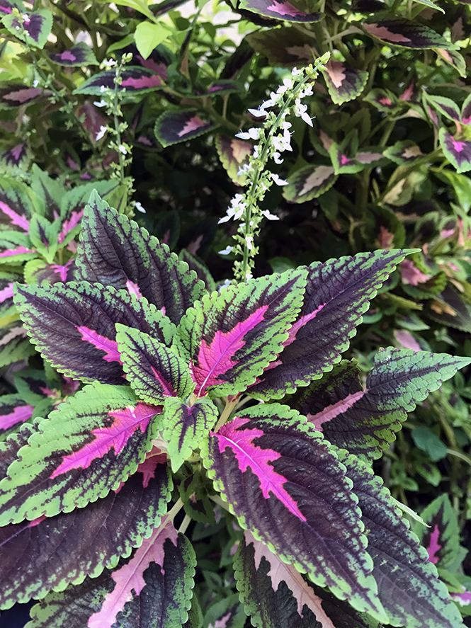 Plectranthus scutellarioides - Canto das Flores 7