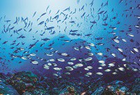 Professor do Ibio publica livro sobre peixes marinhos costeiros de São Tomé e Príncipe