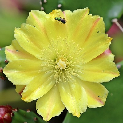 Opuntia monacantha - Canto das Flores 7 Opuntia monacantha - Canto das Flores 7