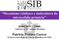 Seminários do IB dessa semana discute mecanismos celulares e moleculares da microcefalia primária