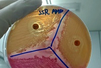 Coleção reúne bactérias de origem alimentar resistentes a antibióticos