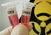 Proteína do leite pode inibir infecção por Zika e Chikungunya 