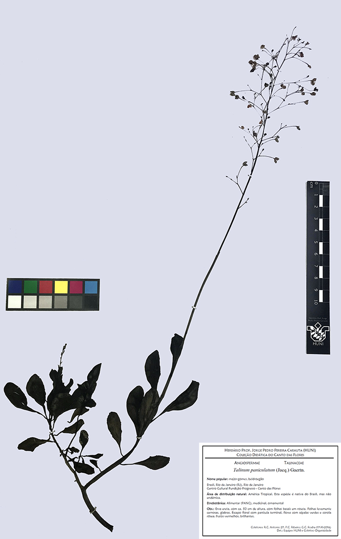 Exsicata - Talinum paniculatum Exsicata - Talinum paniculatum