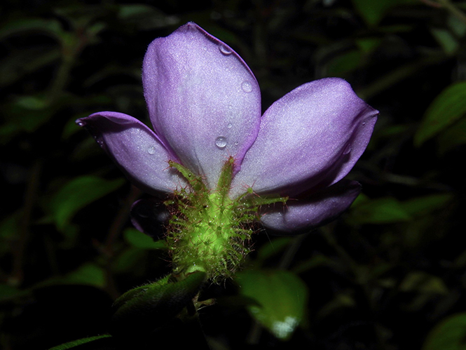 Heterotis rotundifolia - Reinaldo Aguilar - Canto das Flores 5 Heterotis rotundifolia - Reinaldo Aguilar - Canto das Flores 5