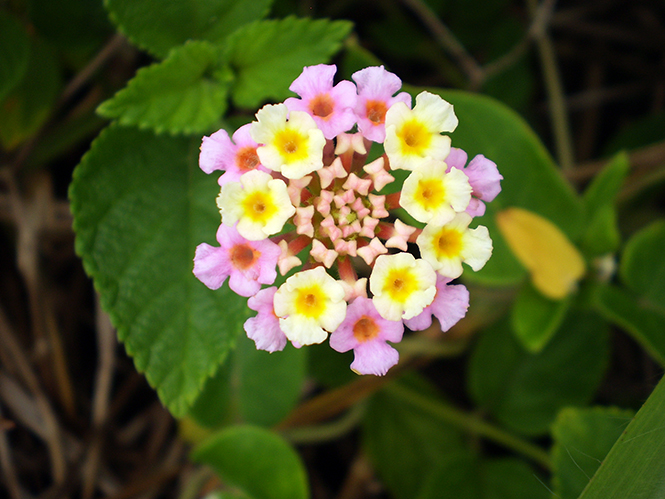 Lantana camara - Canto das Flores 5