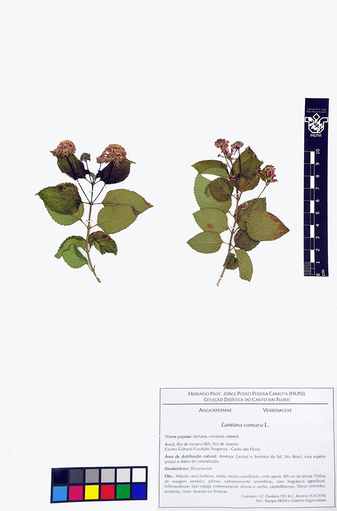 Lantana camara - exsicata
