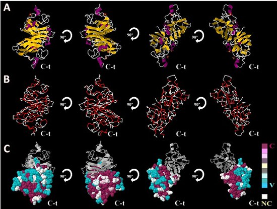 Grupo de Bioinformática publica estudo por simulação computacional do efeito de mutações relacionadas a doença degenerativa